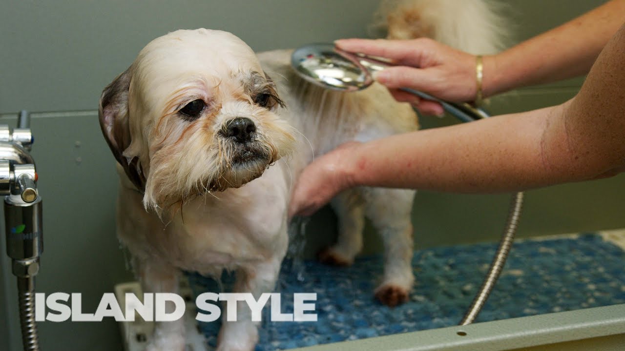 Cleaning Your Dog With Ozone Water - Island Style