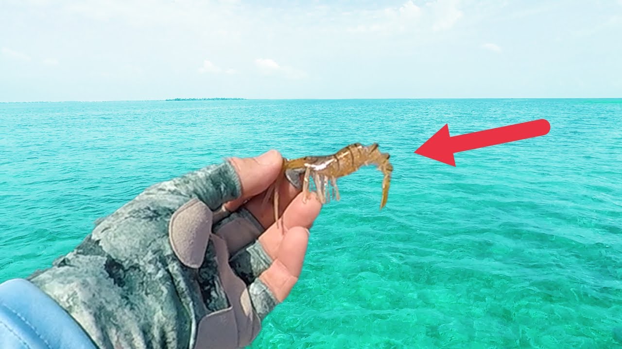 Choosing Artificial SHRIMP With A Popping Cork!