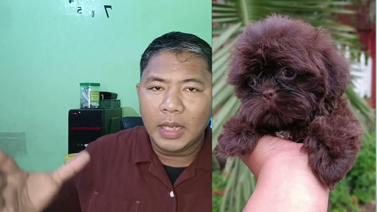 Paano at kailan matatawag na Quality ang mga shih tzu natin?