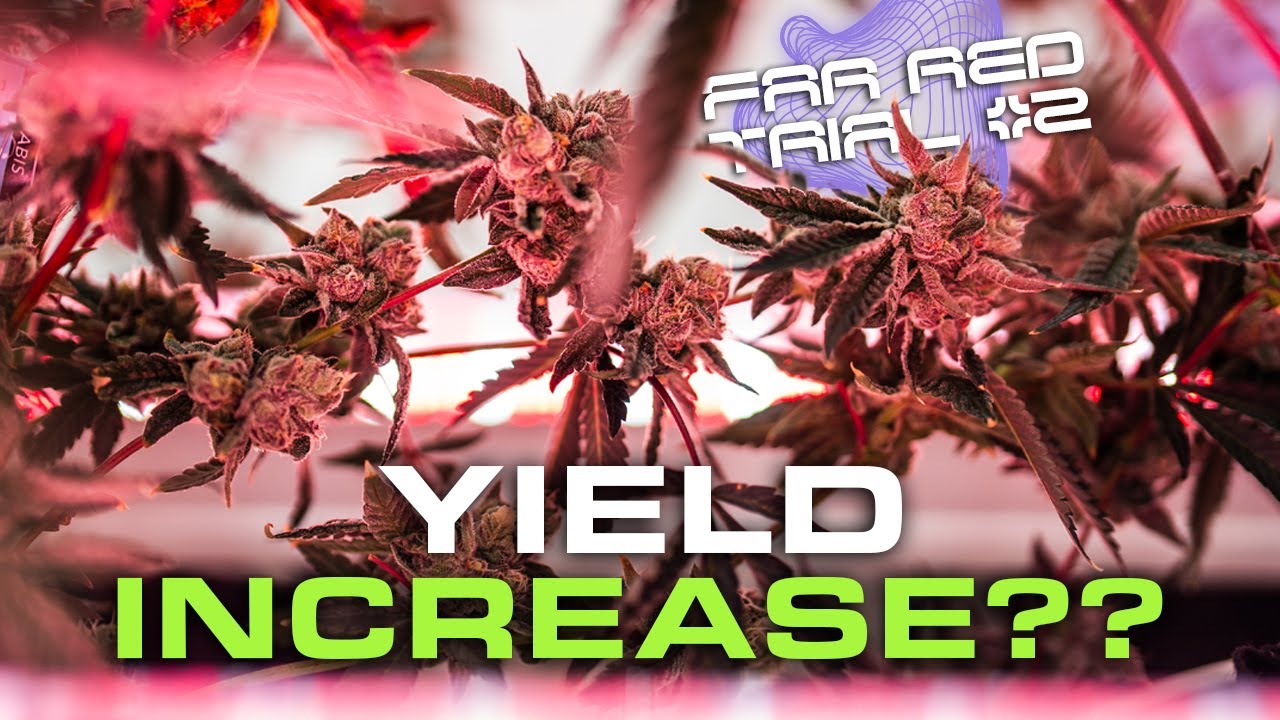 Yield Increase? Gelonade Harvest Far Red Trial #2 with Under Canopy Lighting
