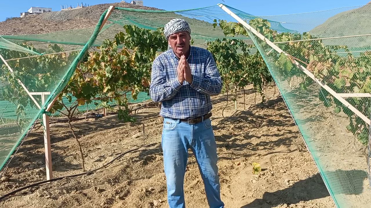 كيفية انشاء مزرعة عنب .How to build a Grape Vine Trellis