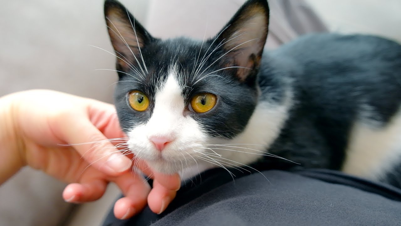 ひとりぼっちになった子猫が甘えてきてかわいい
