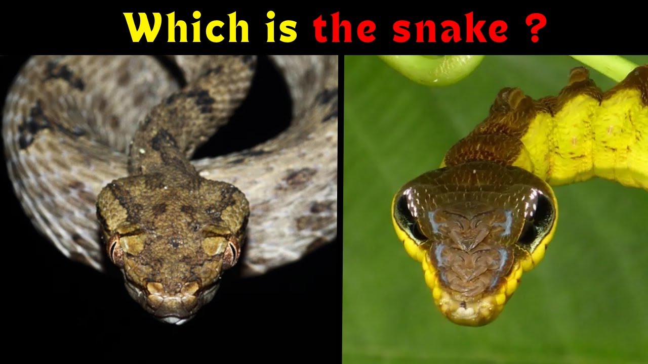 Masters of Disguise: How Animals Use Camouflage and Mimicry