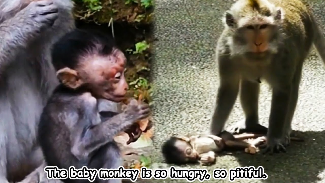 The mother monkey did not take care of the baby monkey, causing it to suffer a tragic end.