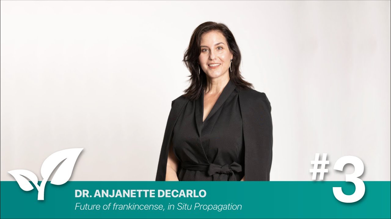 Future of frankincense, in Situ Propagation By Anjanette DeCarlo PhD