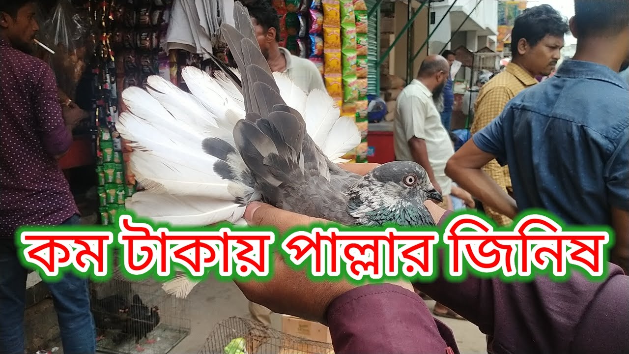 মিরপুর ১ নাম্বার কবুতর হাট  💗 | Miraj Pigeon