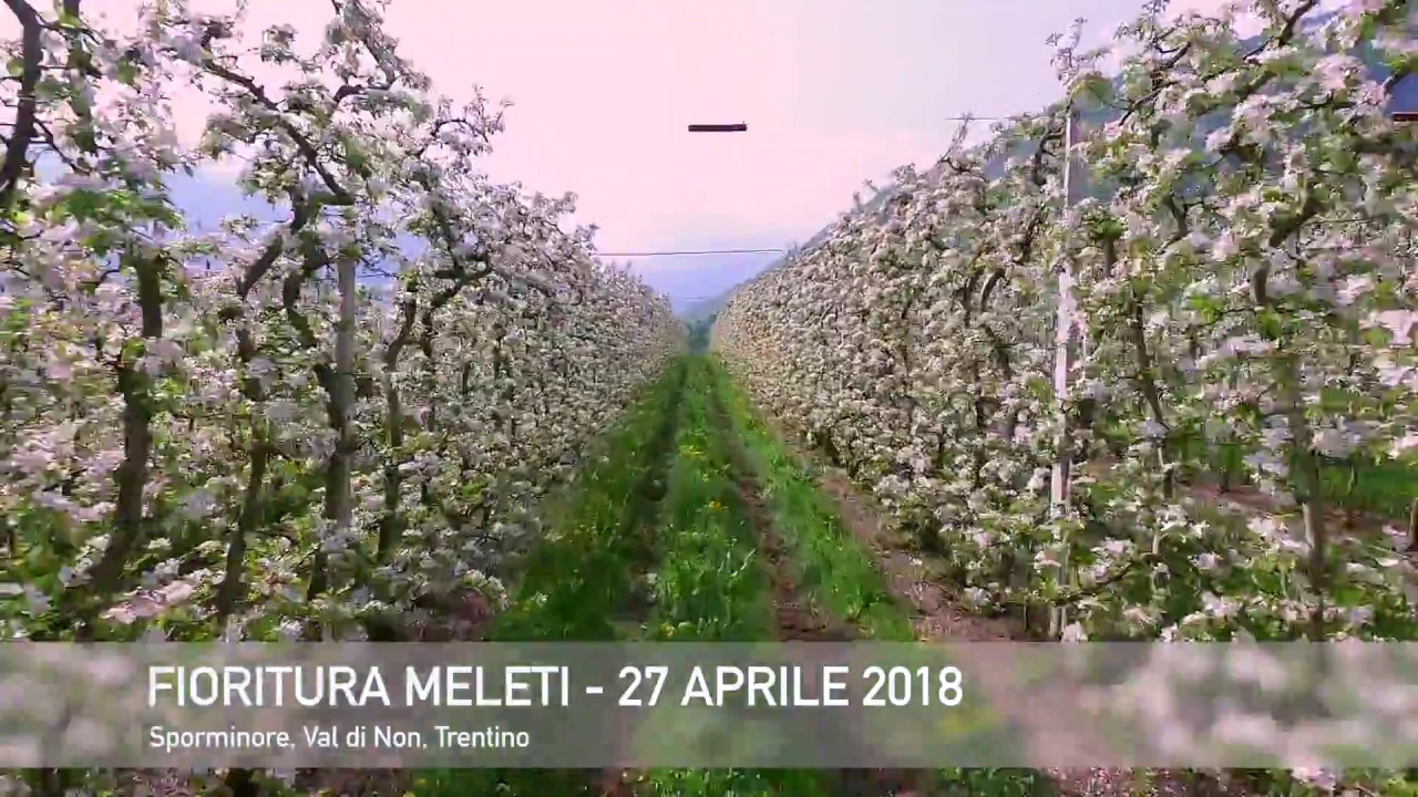 Fioritura meleti Val di NON 2018