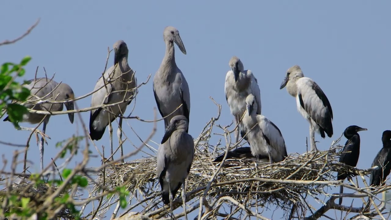 Bird Sanctuary Preserving Habitat, Harmony, and Hope for Feathered Species 00159