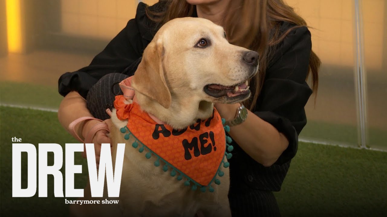 Drew Barrymore Spotlights Adoptable Dogs from Humane Society in New Jersey | Drew Barrymore Show