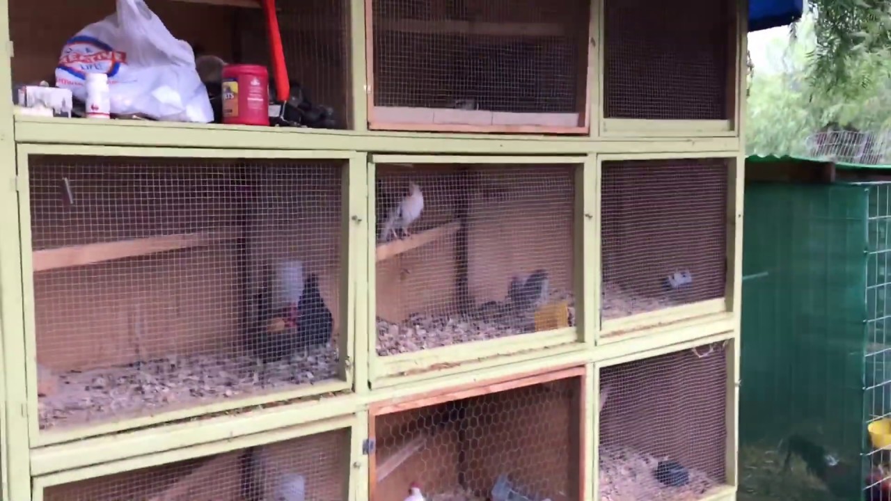 Tormenta fria pasa por el criadero de gallos miniatura! Gallos OEGB en USA!