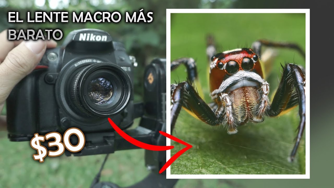 FOTOGRAFÍA MACRO | El lente MÁS BARATO del MUNDO 😱