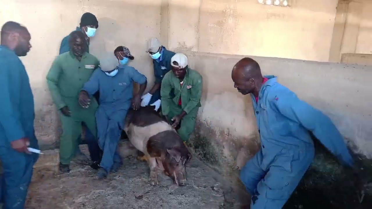 The best and biggest pig farming in Jos, Plateau State Nigeria. | Young-Star Tv