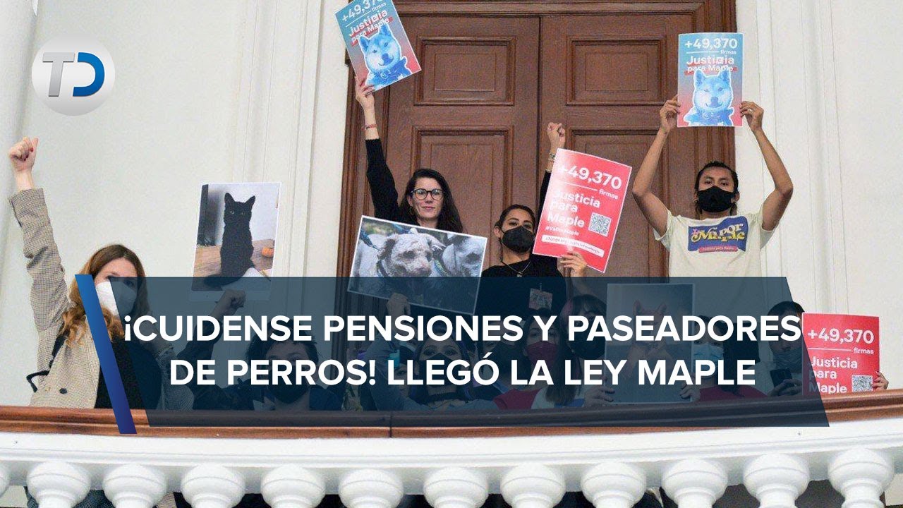 Aprueban en CdMx la Ley Maple; regular&aacute; el cuidado de mascotas en veterinarias y paseadores