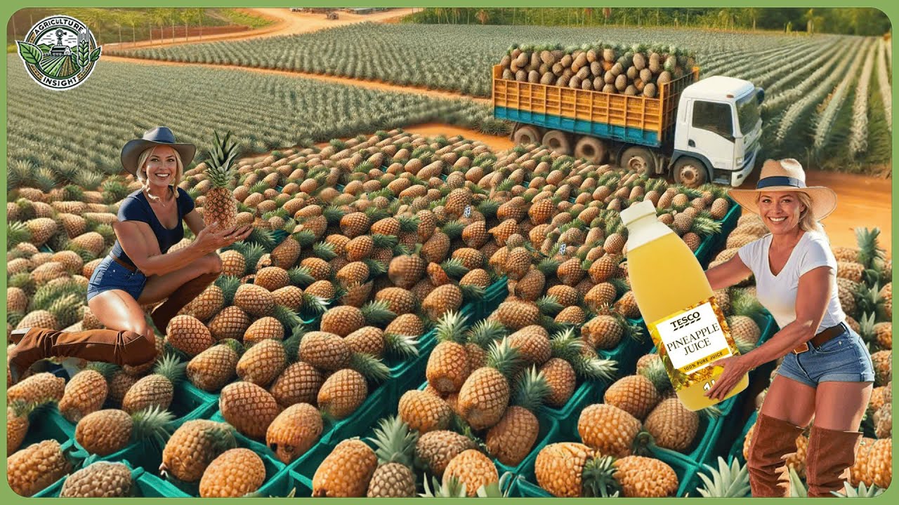 How Billions Pineapple Products Are Made | Amazing Pineapple Processing In Factory
