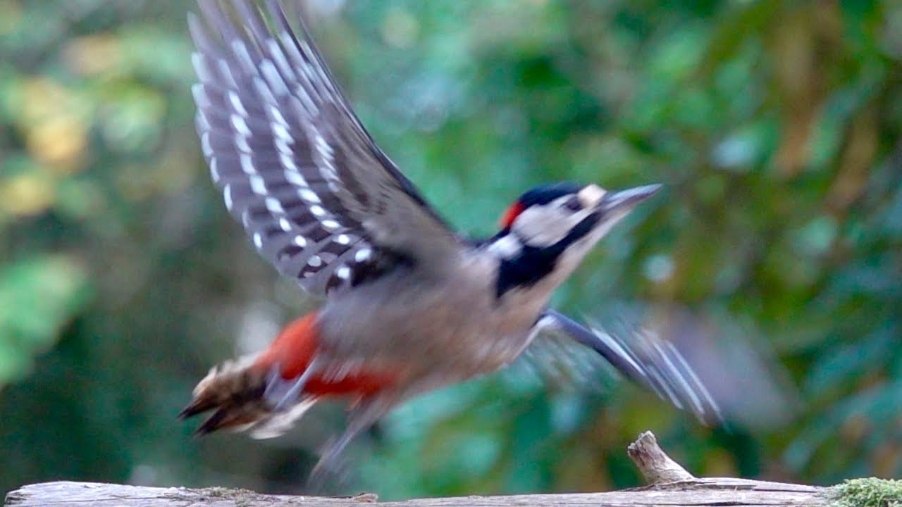 Birds in Slow Motion.  Sony RX10 IV  slow motion  250 fps