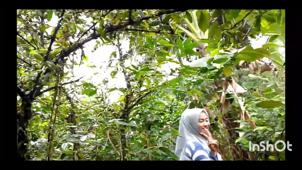 ‼️Di jual kebun kopi ‼️luas tanah 1980 mt‼️ Surat surat SHM 250 jt nego ‼️ bandung barat 