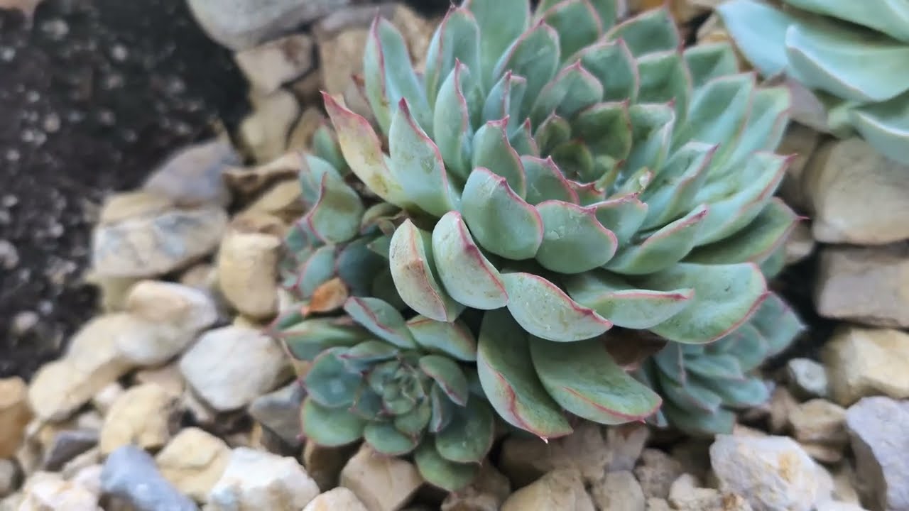Propagating Echeveria Pulidonis from Offsets