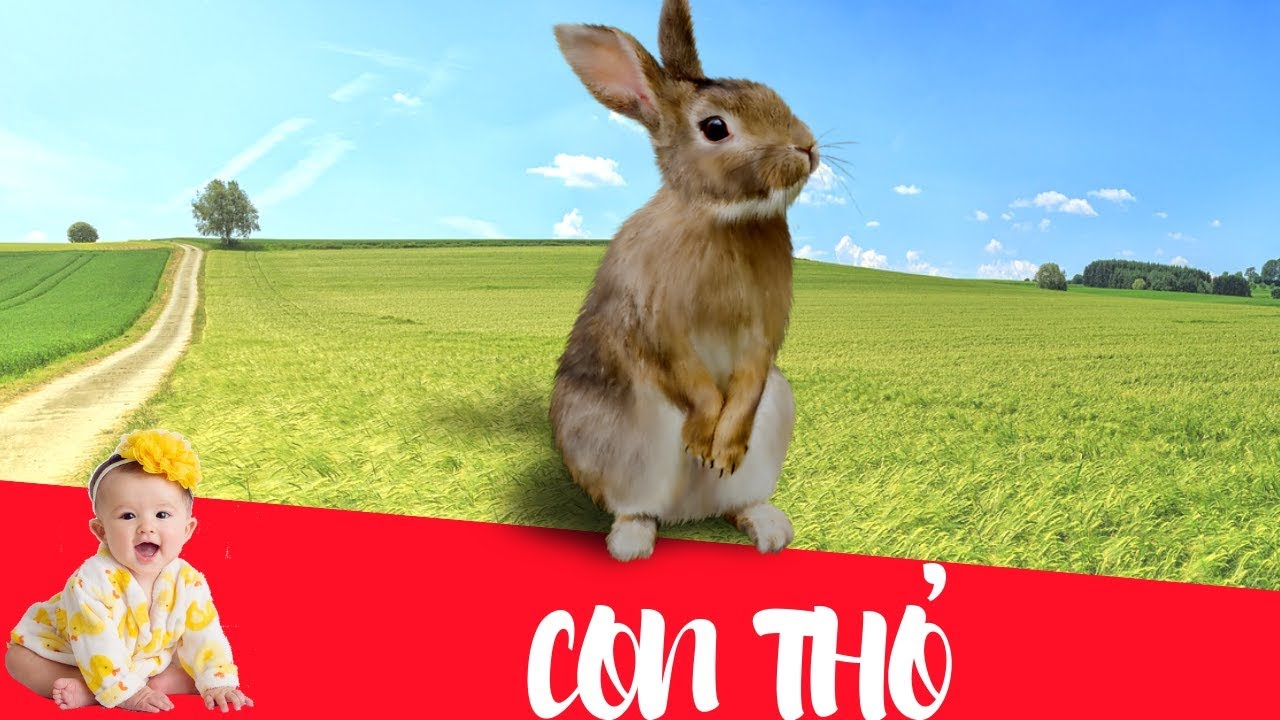 Dạy bé học con Thỏ | Dạy em bé tập nói tên và hoạt động các con vật