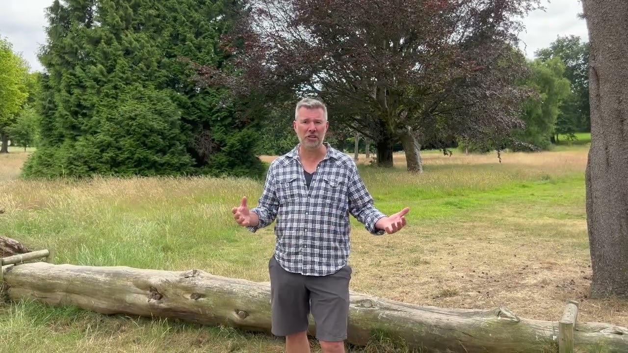 An Introduction to Return To My Trees