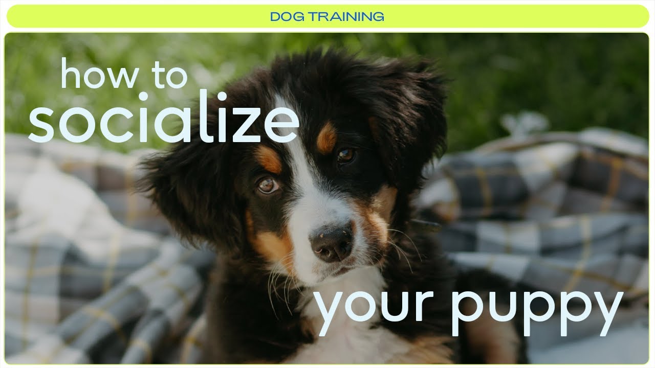 How to socialize your new puppy | Tips from a certified dog behavior consultant