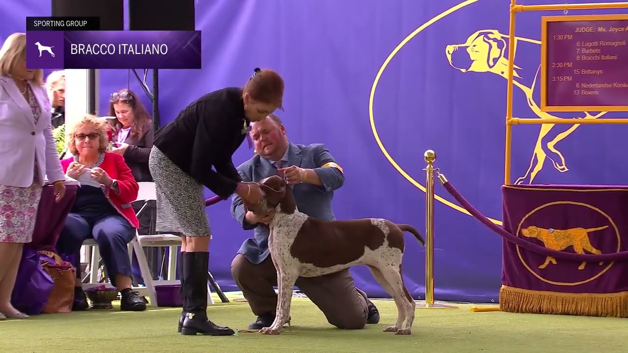 Bracchi Italiani | Breed Judging 2024