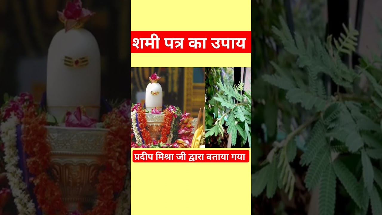 शमी पत्र का आसन उपाय प्रदीप मिश्रा प्रवचन #pradeepmishra #shivpuran#शमी  #pandit_pradeep_ji_mishra
