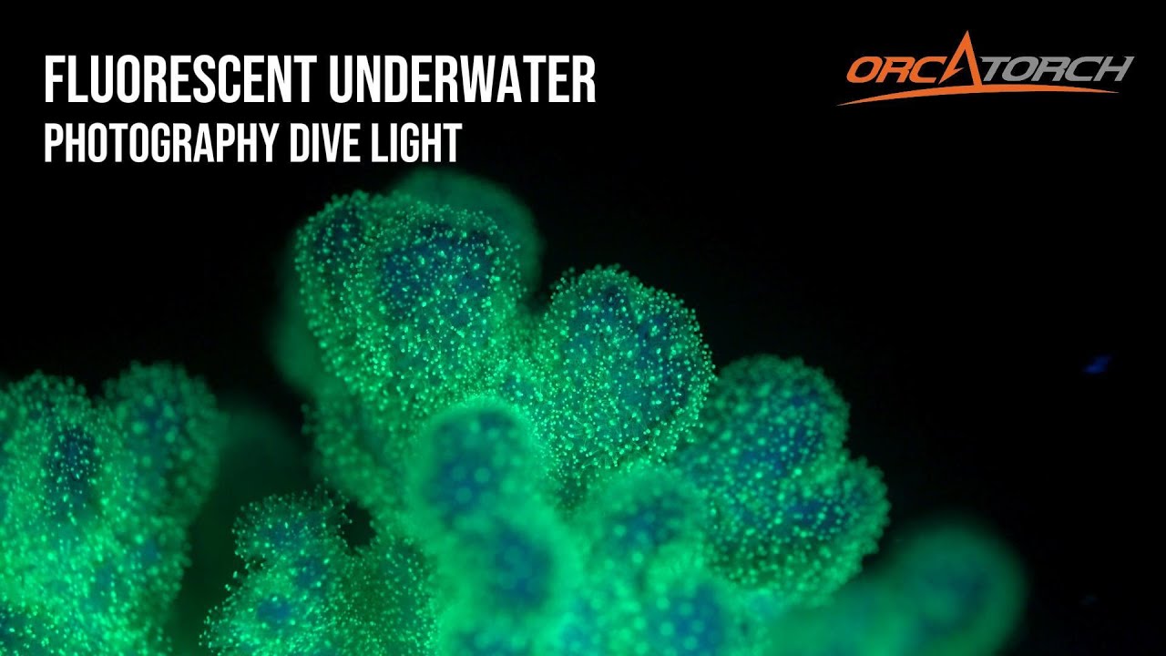 What Diving Lights We Need for  Fluorencent Underwater Photography