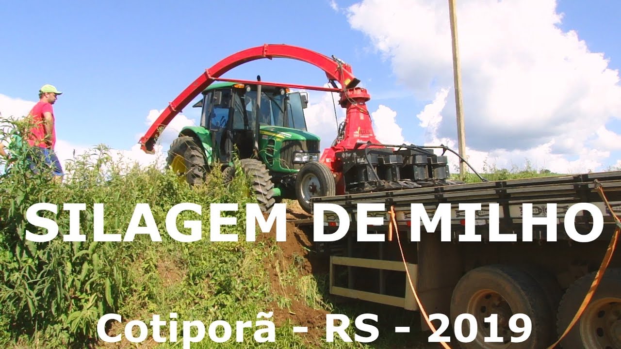 Silagem de milho 2019 em Cotiporã RS