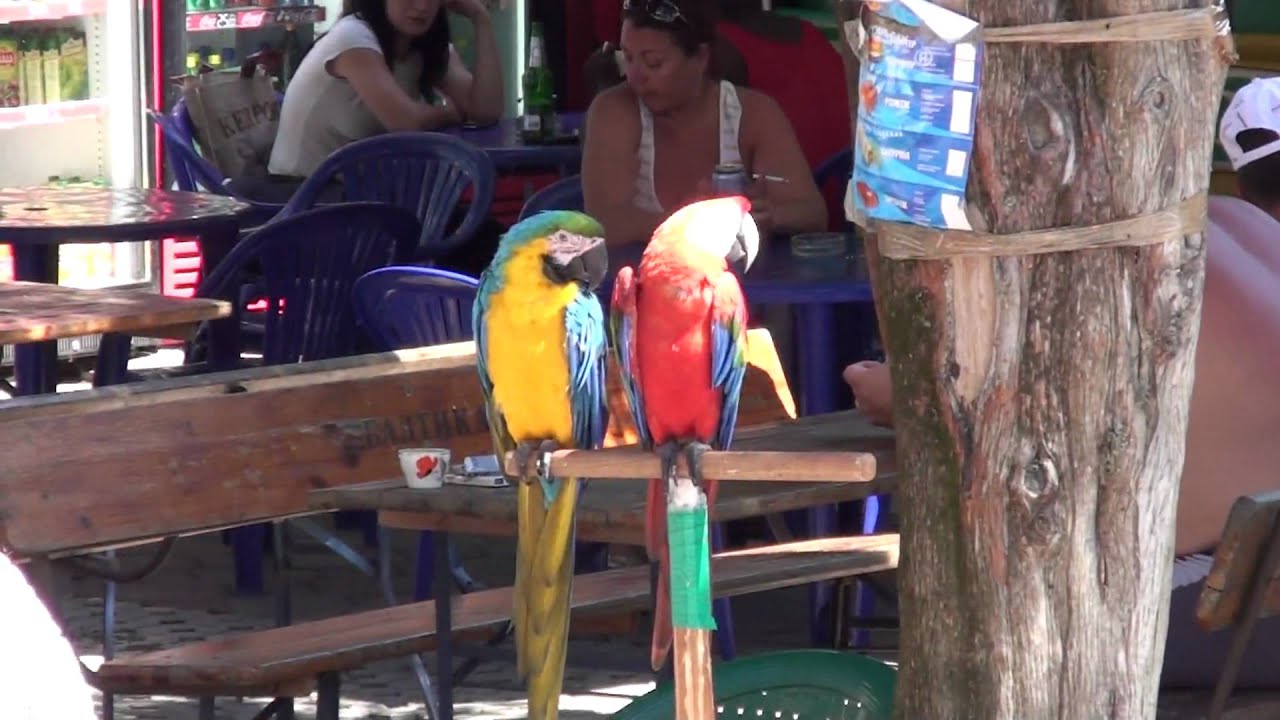 Sony hdr tg1 parrot quality test