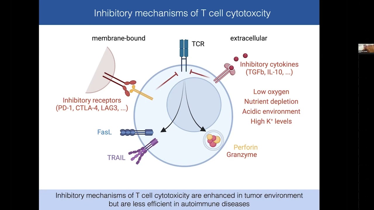 Michael Dudek - Killing dynamics of human cytotoxic CD8 T cells