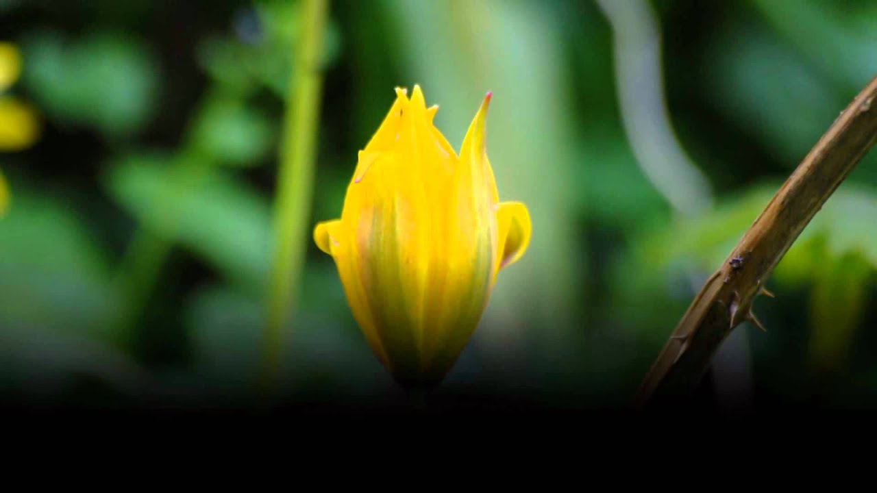Tulipa sylvestris