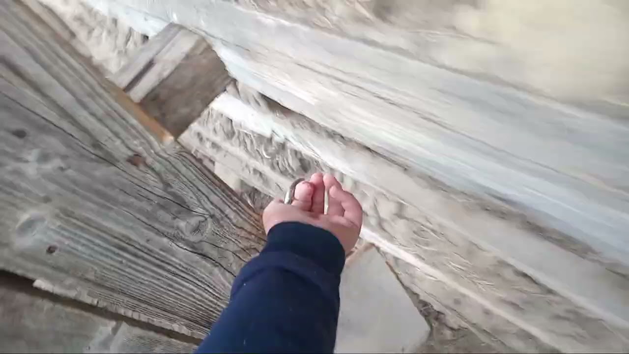 Video cu noile modificari de la porumbei video la toate animale .🐇🐕🐐🕊🦆