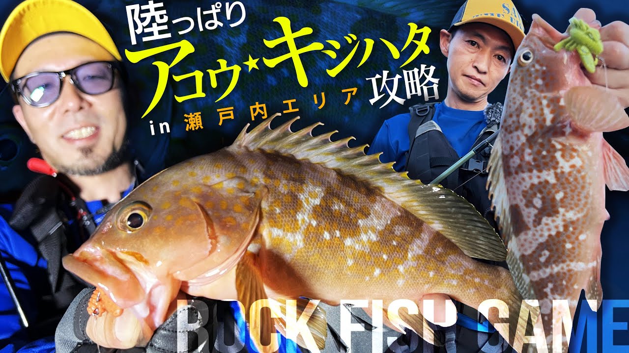 【陸っぱり】アコウ・キジハタ攻略/in瀬戸内エリア