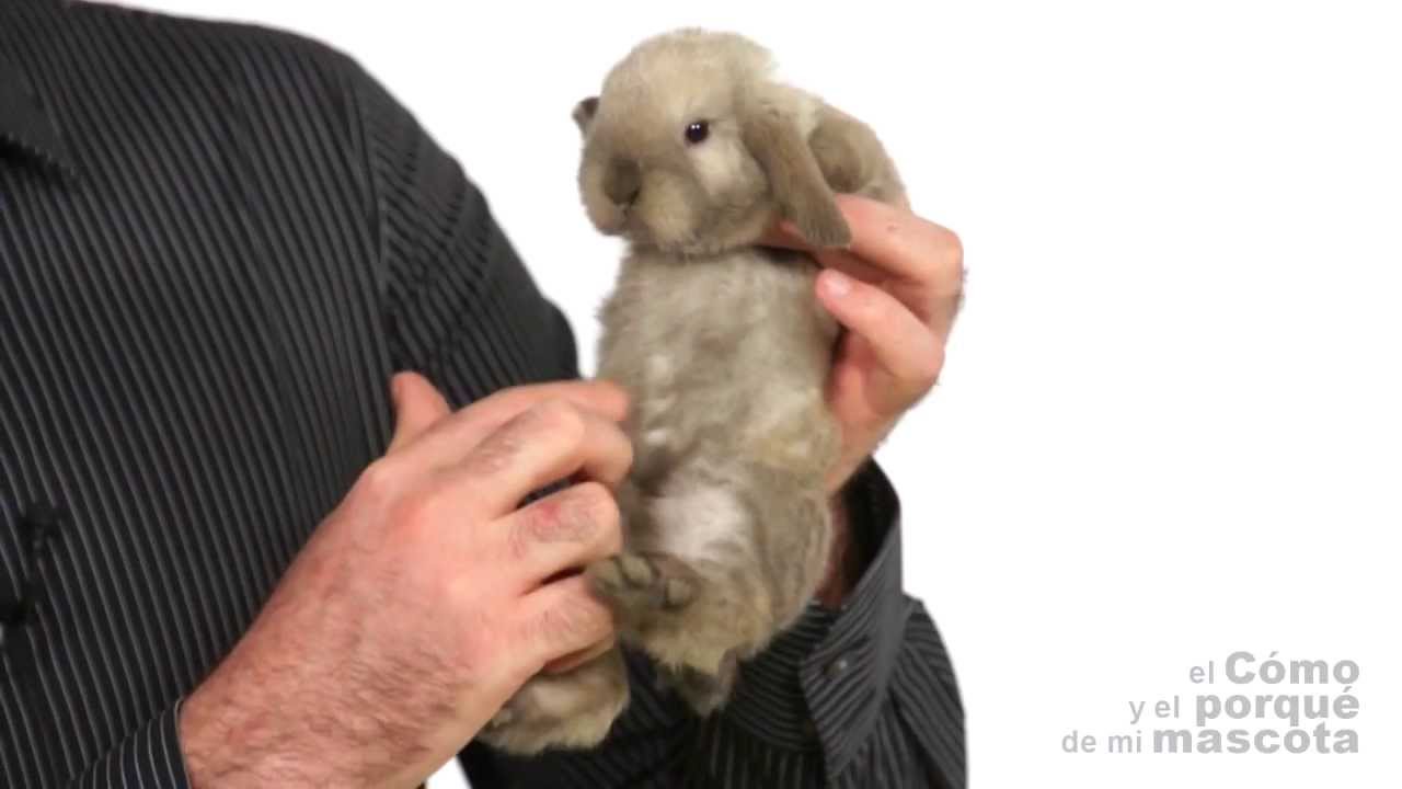 CONEJOS - El sistema digestivo de los Conejos