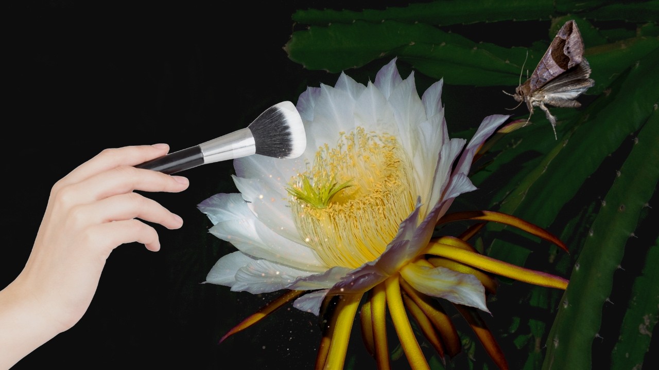 Poliniza y Retira la flor de la Fruta Del Dragón o Pitahaya.