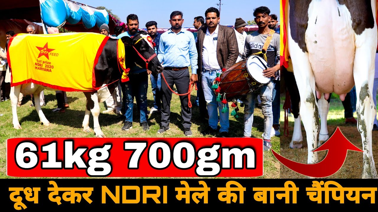 HF Cow राष्ट्रीय डेरी मेले की चैंपियन 2020 NDRI Karnal Haryana | National dairy research institute