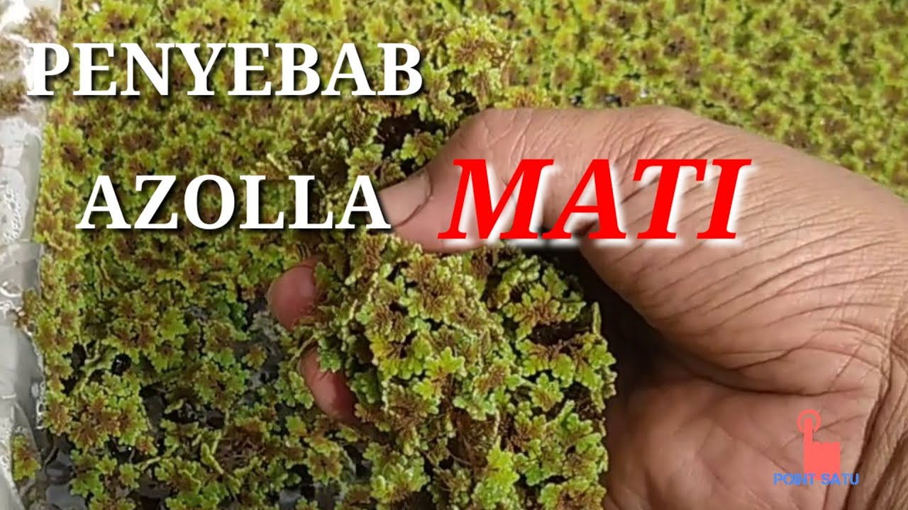 Penyebab Azolla Mati