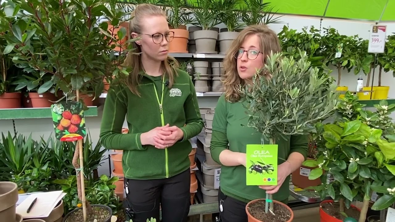 Lyckas med ditt olivträd - våra bästa skötselråd och tips för övervintring
