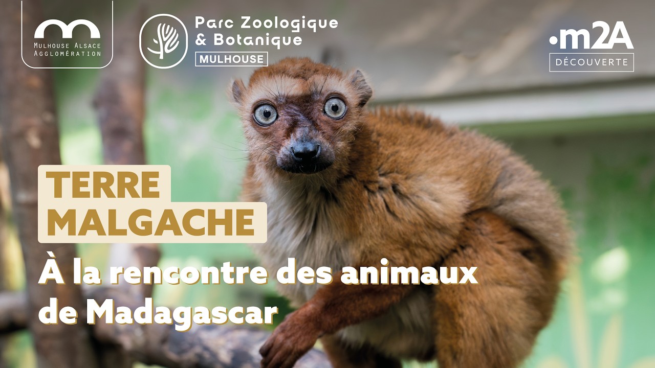 &Agrave; la d&eacute;couverte de la Terre Malgache - Parc Zoologique & Botanique de Mulhouse