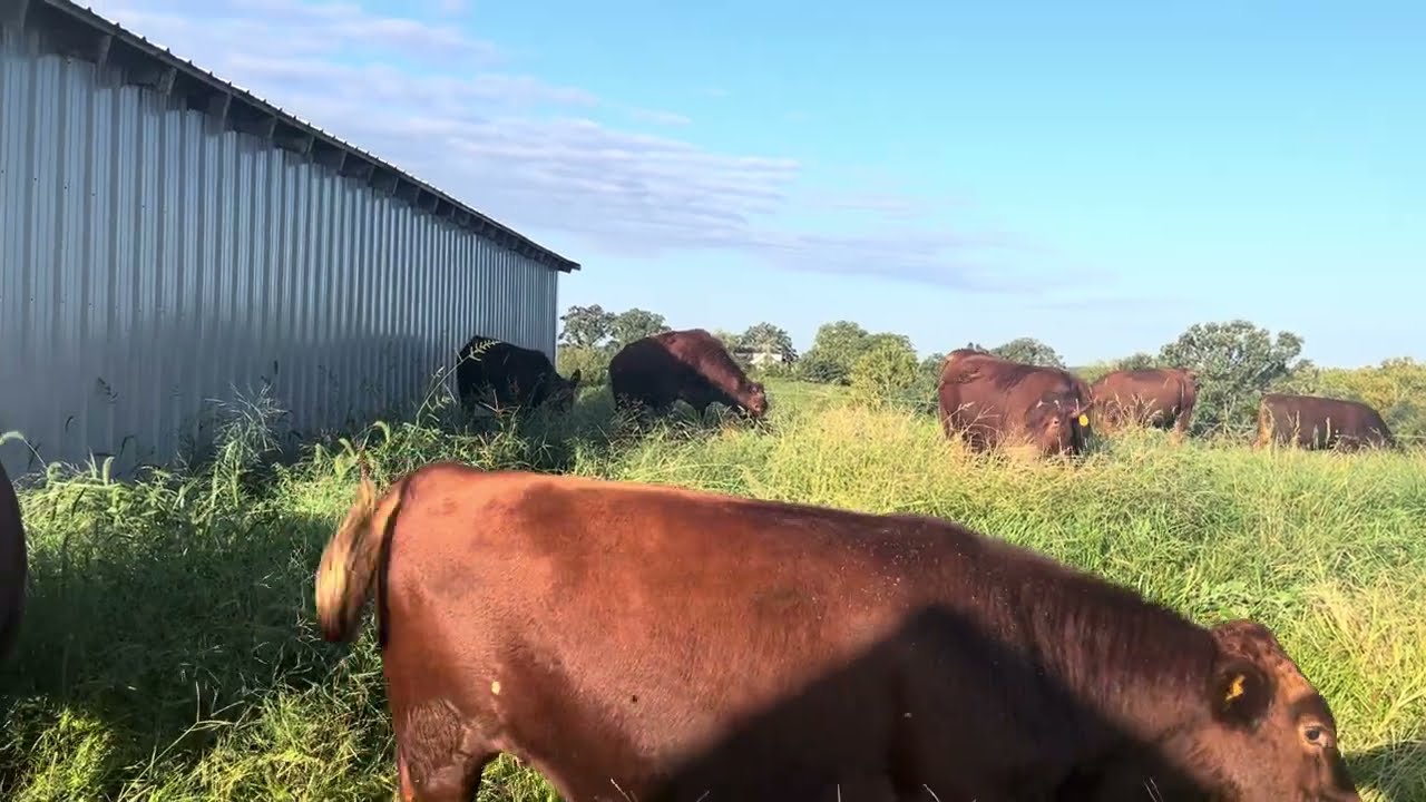 Giving our bull farm a full 60 day rest this fall has paid huge dividends.