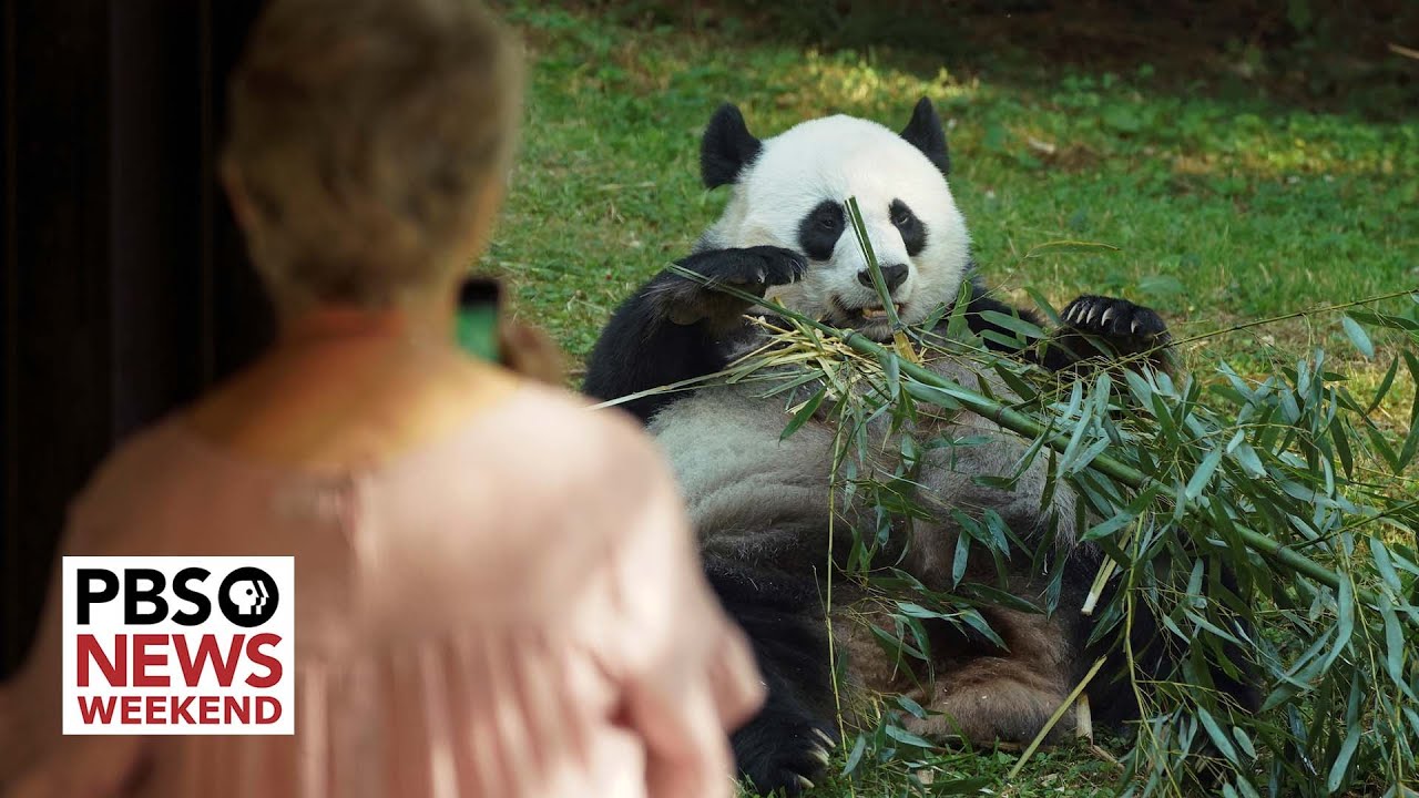 National Zoo says goodbye to beloved pandas as they prepare for return to China