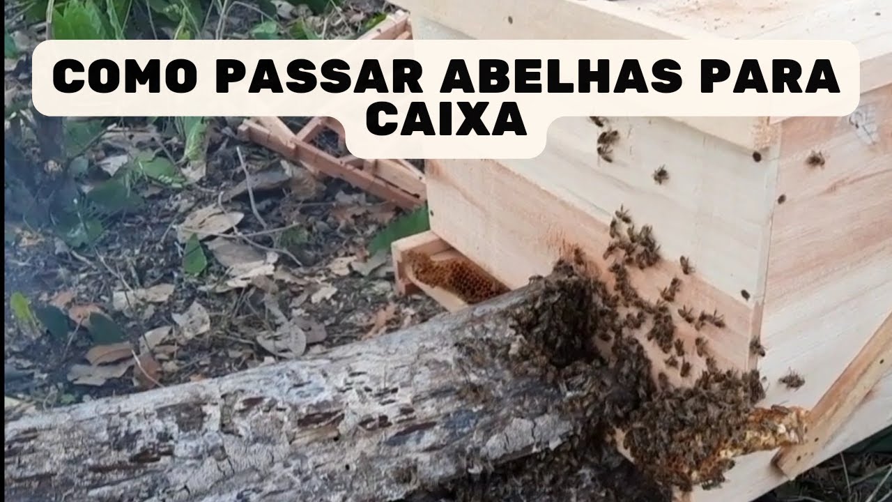 Como passar abelhas para caixa