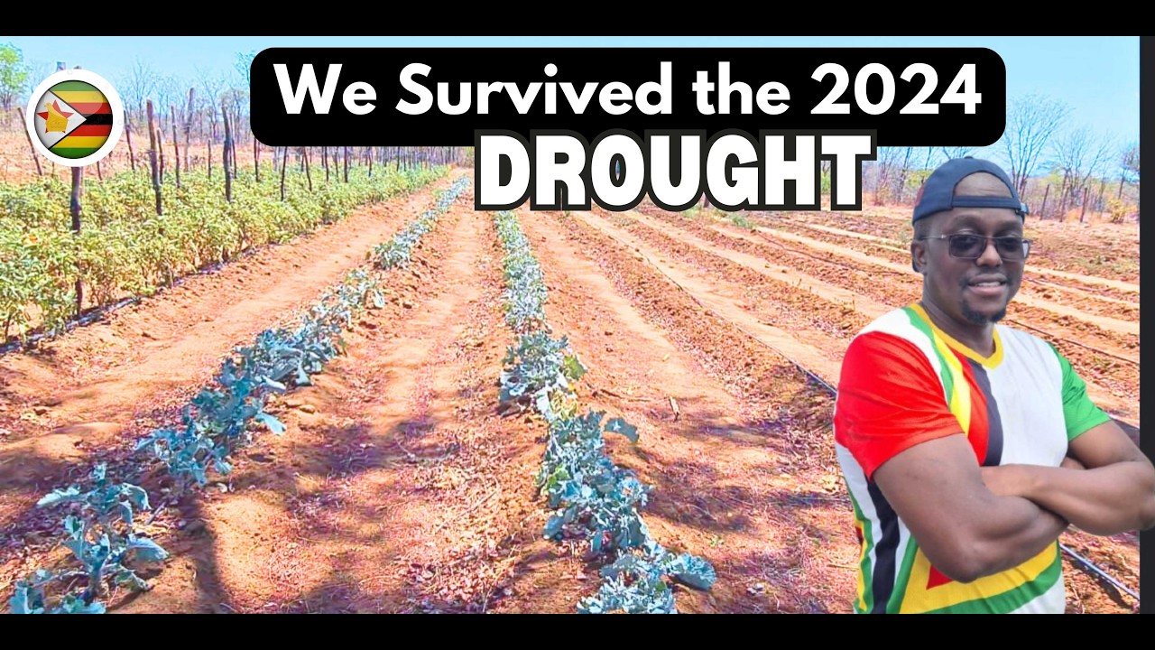 How Drought ALMOST Destroyed our LARGE SCALE Tomato FARM!!!