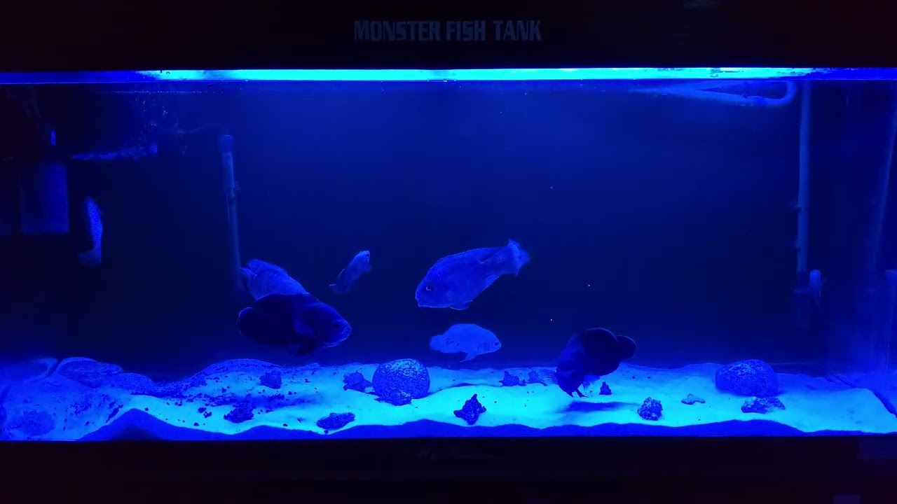 Oscar fish and Read parrot 🐠