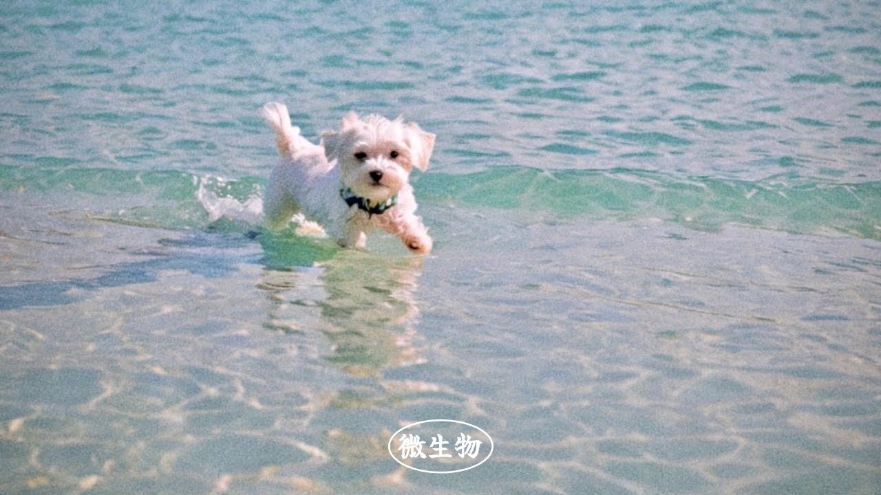 ﹝plαчlíst﹞그토록 바라던 희한한 계절이야