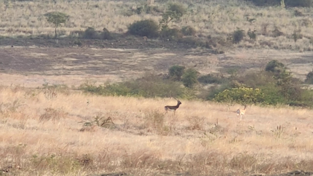 MINCHERI HILLS
