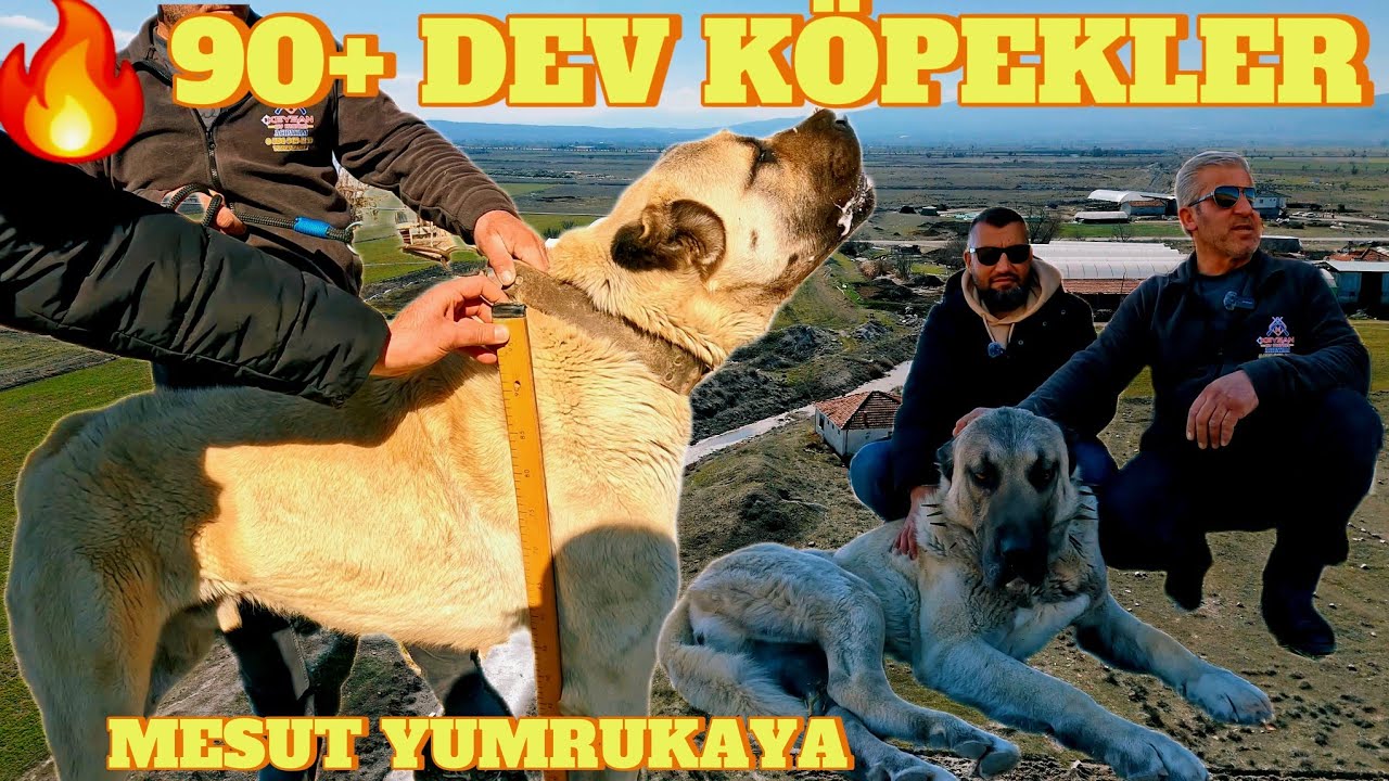 METRELİK KÖPEKLER.BİG DOGS.BAŞTAN SONA HEYECANLA İZLEYECEĞİNİZ DEV KÖPEKLER.