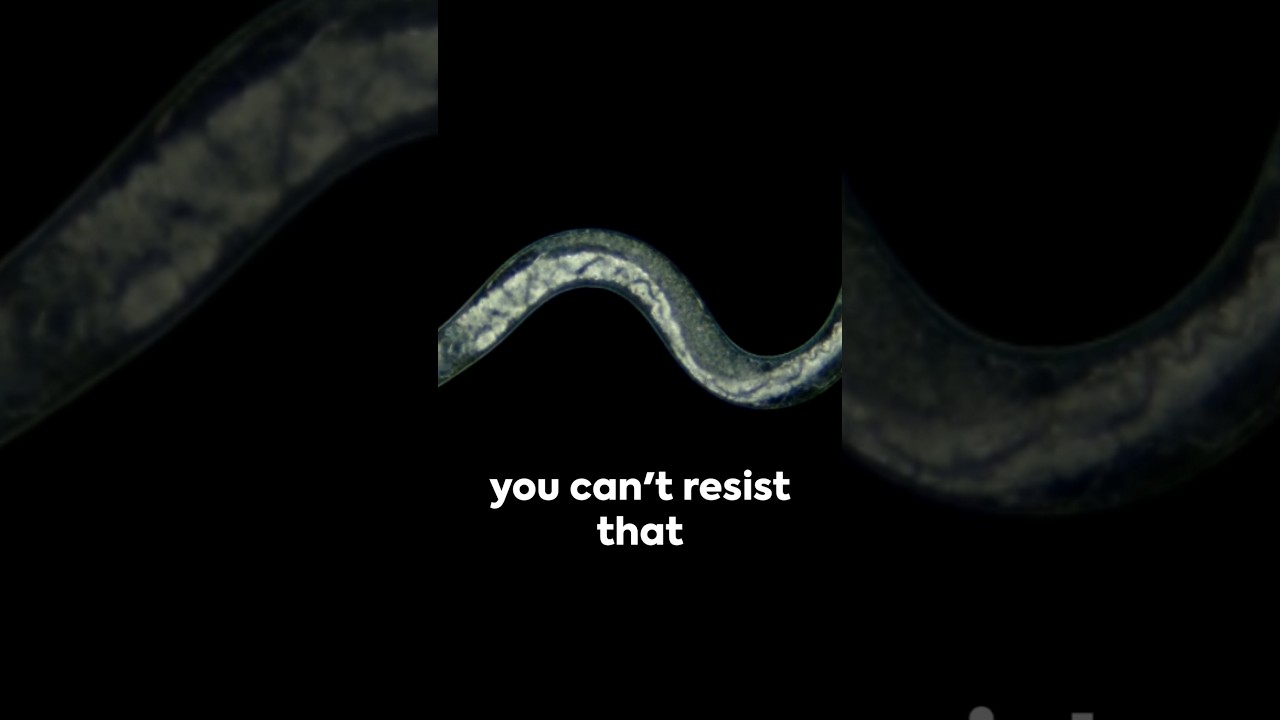 Parasites 🪱 & Sugar Cravings (The Unseen Connection 👀)