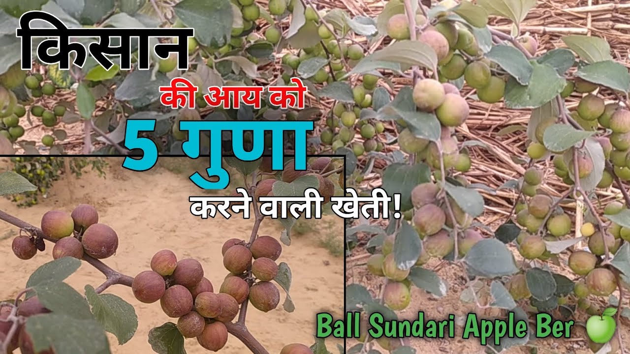 72. किसान की आय को 5 गुणा करने वाली खेती। Ball Sundari Apple Ber Ki Kheti 