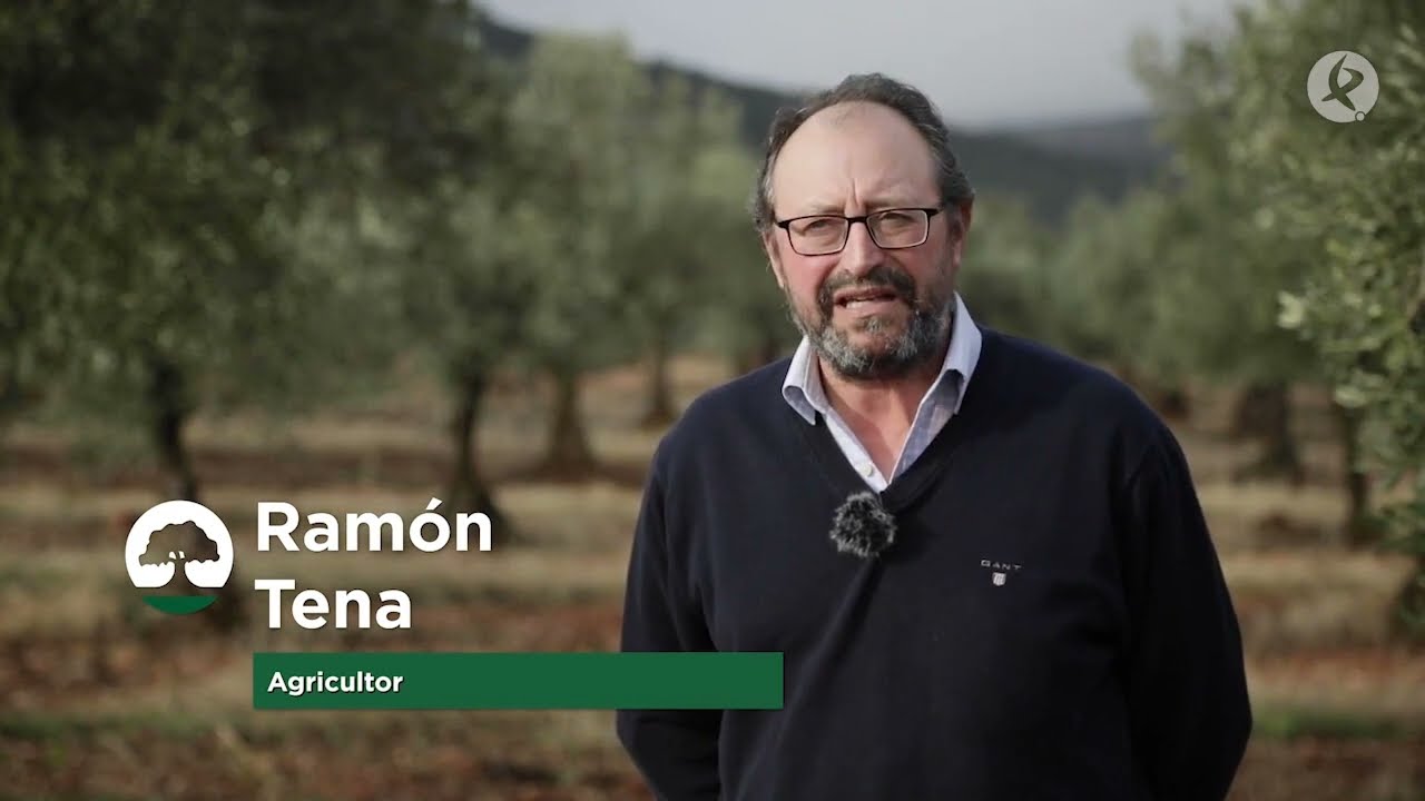 Claves para elaborar aceite de oliva ecológico. | La besana en verde